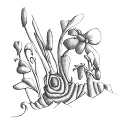 Bog