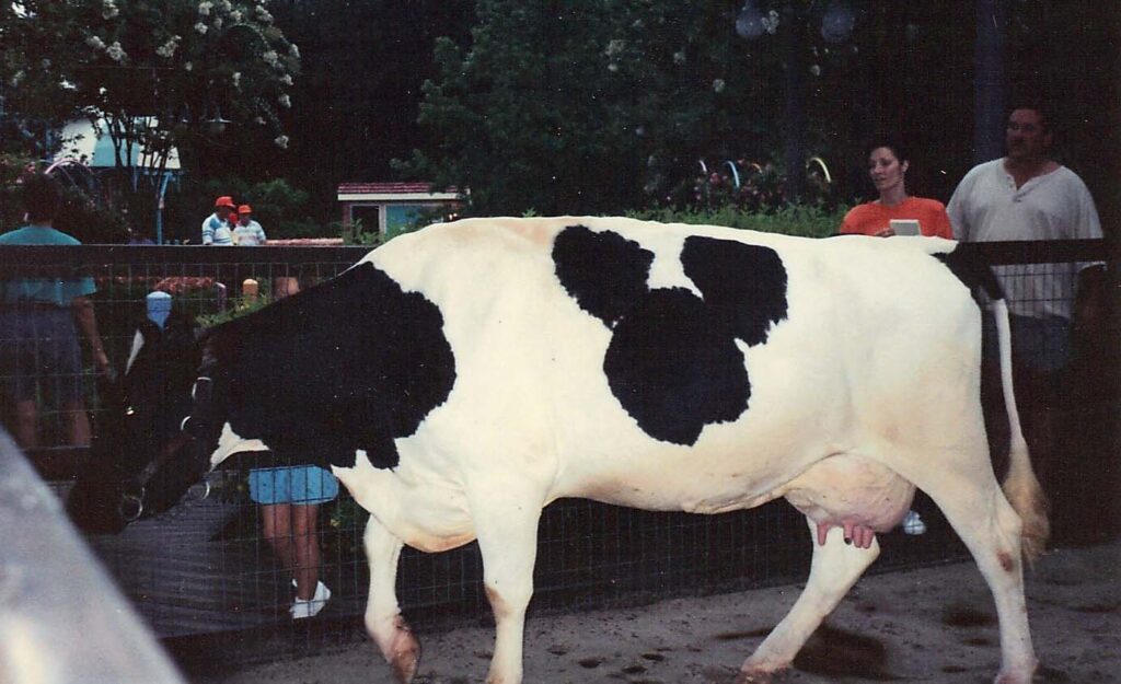 And image of a cow with a micky mouse pattern on its side.