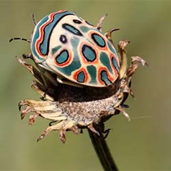 Image of a Picasso Bug