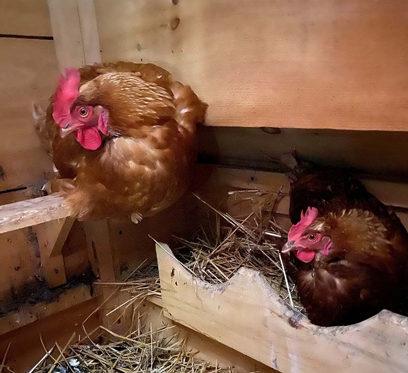 M-J Kelley's chickens, Thelma and Louise
