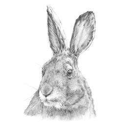 An image of M-J Kelley's drawing - Evin the Hare